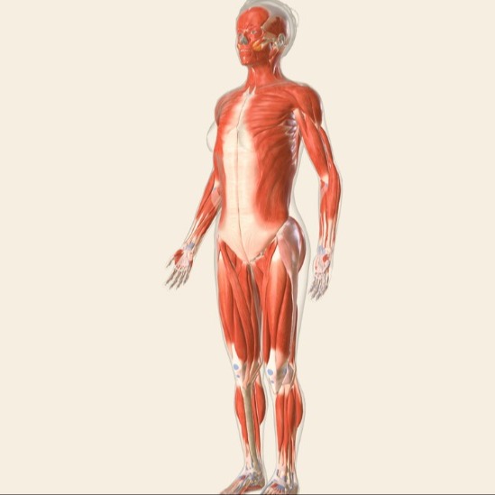 Illustrazione grafica per Miosite