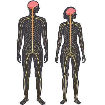 Blocco nervoso periferico