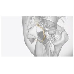 Sindrome da intrappolamento del nervo pudendo