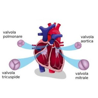 Illustrazione grafica per Valvulopatia