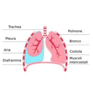 Illustrazione grafica per Pleurite